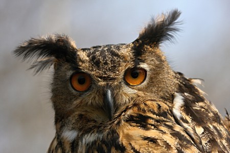 https://cms.animals47.webnode.sk