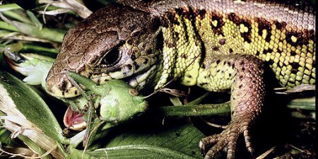 https://cms.animals47.webnode.sk