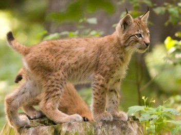 https://cms.animals47.webnode.sk