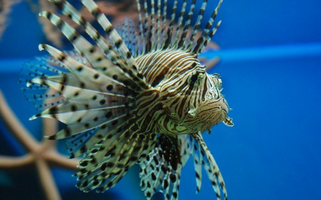 https://cms.animals47.webnode.sk
