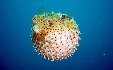 https://cms.animals47.webnode.sk